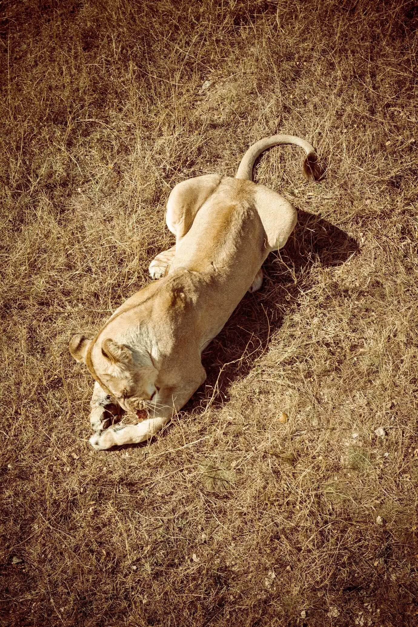 Löwin beim Fleischfressen